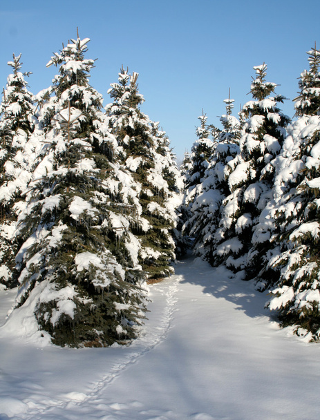 Snowy Evergreen Path - Photo, Image