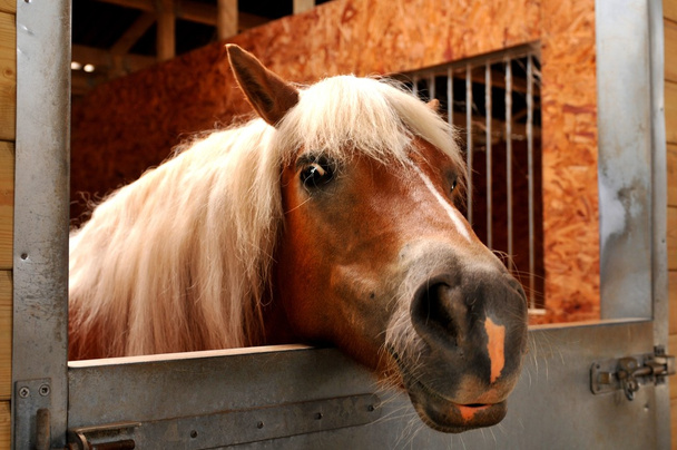 kůň - Fotografie, Obrázek