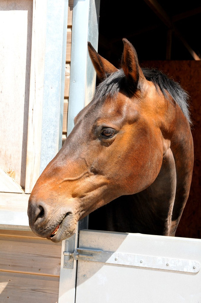 Horse - Photo, Image