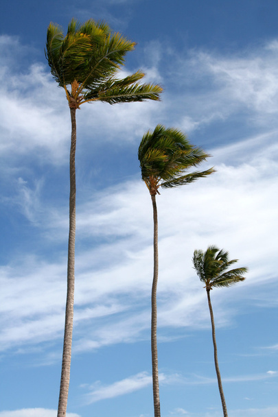üç mavi izole palmiyeler - Fotoğraf, Görsel