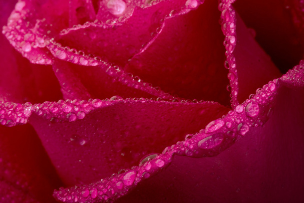 Rose in the splashing water - Photo, Image