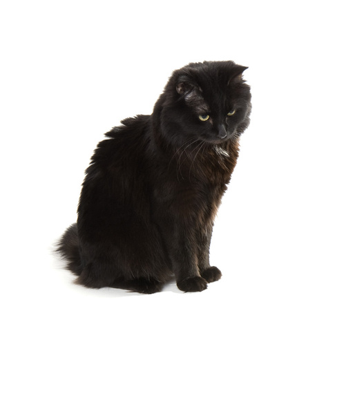 Black cat on a white background - Fotoğraf, Görsel