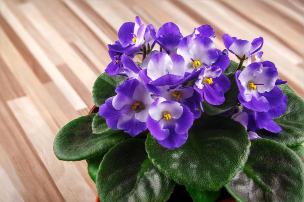 violeta em vaso de plantas
 - Foto, Imagem