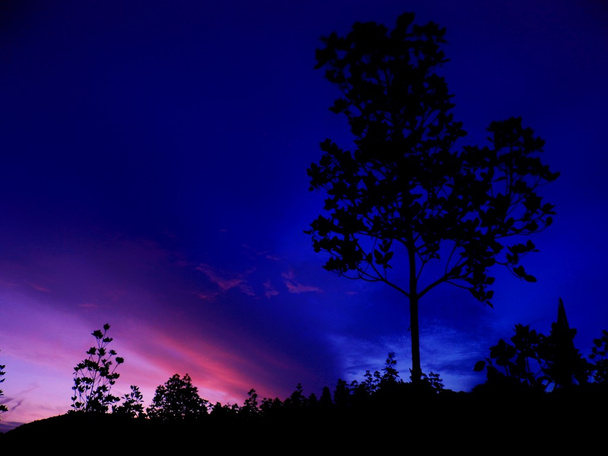 Dawn with tree - Photo, Image