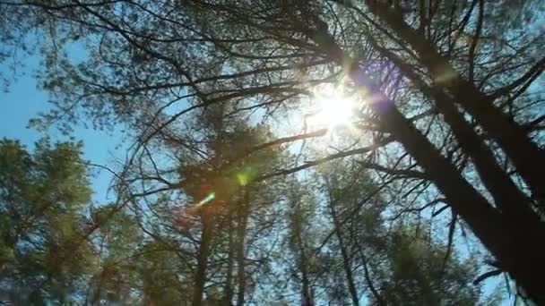 Sol rompiendo entre pinos - Imágenes, Vídeo