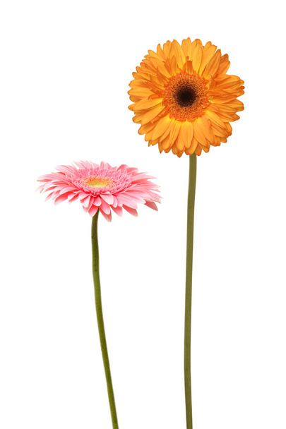 Two daisy - Фото, изображение