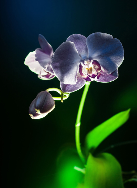 Blach orchideebloem verticale weergave - Foto, afbeelding