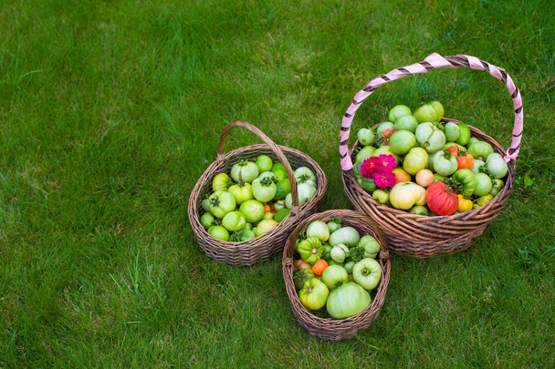 Grandes cestas de paja llenas de tomates cosechados sobre hierba verde
 - Foto, Imagen