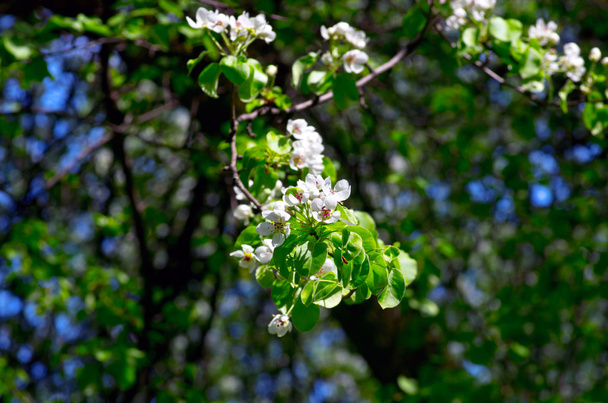 Крупный план цветения груши весной
 - Фото, изображение