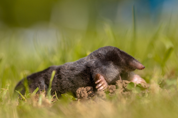 Wild Mole (Talpa europaea) in a Field of Grass - Photo, Image