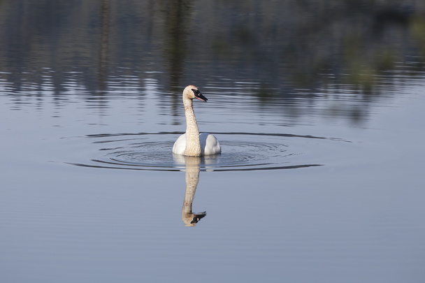 Cisne trompetista con reflejos
 - Foto, imagen