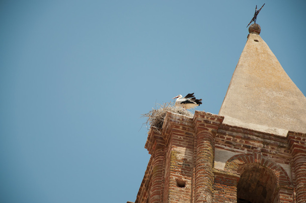 Cicogna che vola in extremadura, Spagna
 - Foto, immagini