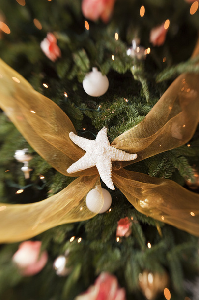 クリスマス ツリーの海の星 - 写真・画像
