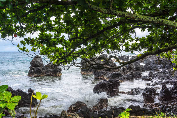 Океан, скелі і рослинності в Мауї, Гаваї - Фото, зображення