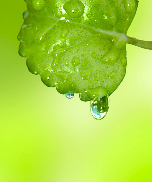 Green leaf with two water drops - Foto, Bild