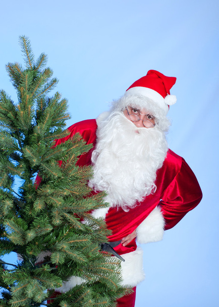 Santa and Christmas tree - Фото, изображение