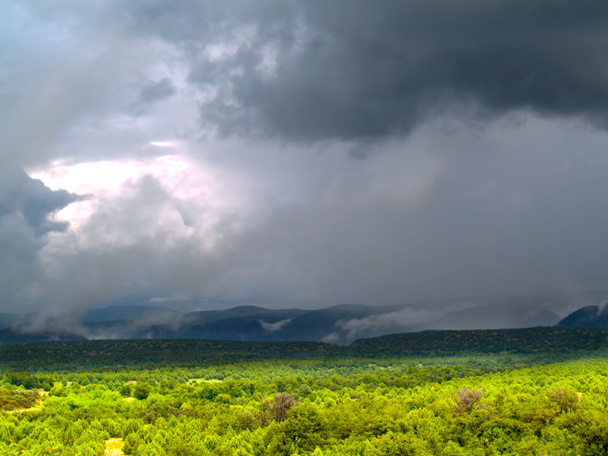 moessons bij tonto national forest - Foto, afbeelding