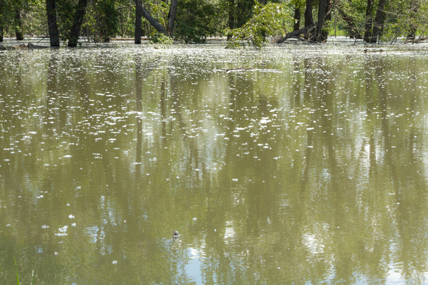 strom odrazy v záplavové vody - Fotografie, Obrázek
