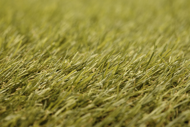 grass - Photo, Image