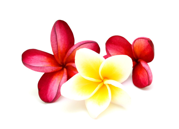 gyönyörű vörös frangipáni - Fotó, kép