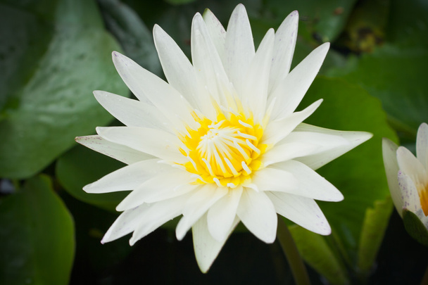 Gros plan fleur de lotus blanc dans le lac
 - Photo, image