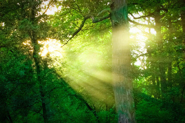 Ağaçların arasından gün ışığı - Fotoğraf, Görsel