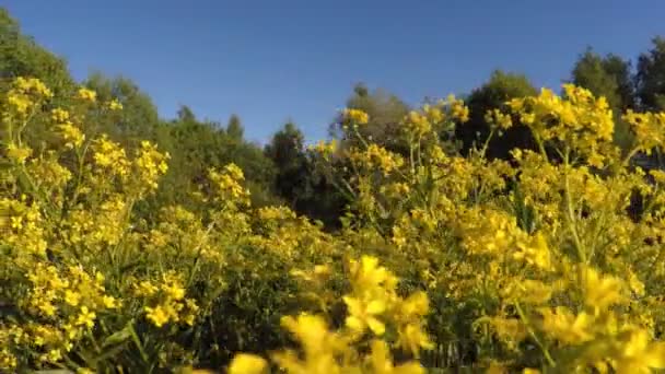 Feld mit gelben Blumen im Wald. - Filmmaterial, Video