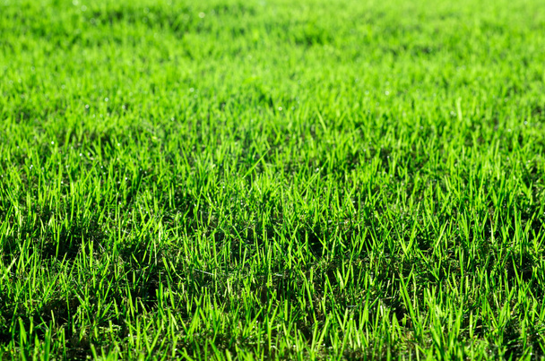 frühlingsgrünes Gras - Foto, Bild