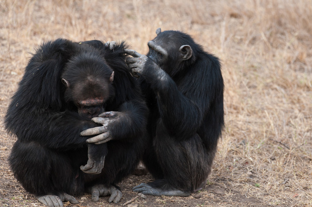 Chimpanzees  - Photo, Image