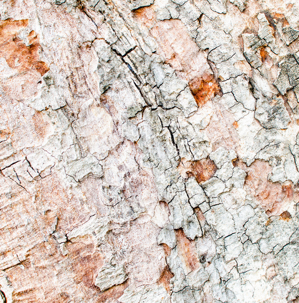 Grunge wood bark - Fotografie, Obrázek
