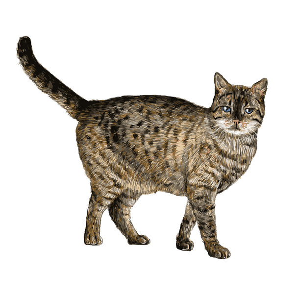 Piccolo gatto
 - Vettoriali, immagini
