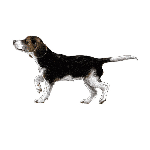 Beagle hand getrokken - Vector, afbeelding