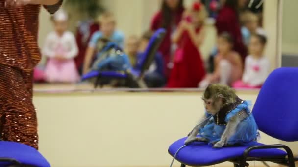 Εκπαιδευμένη μαϊμού με κοστούμια άλματα - Πλάνα, βίντεο