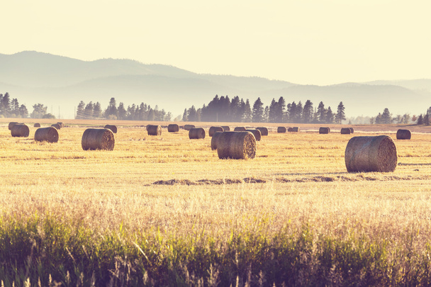 Hay bales in golden field - Photo, Image