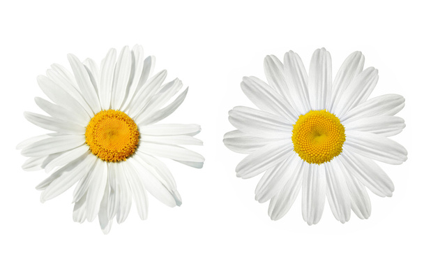 Daisy over white - Photo, Image