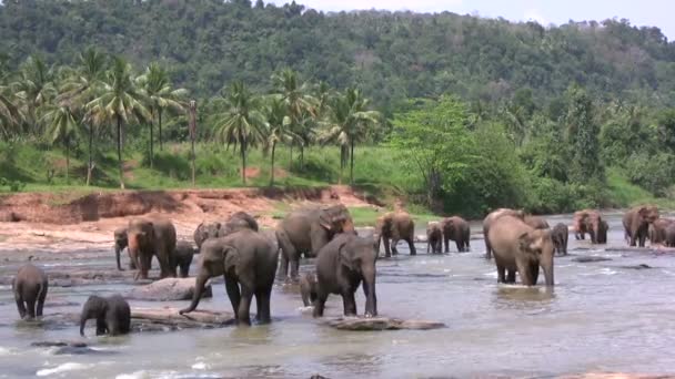 Elefanti che camminano attraverso un fiume
 - Filmati, video