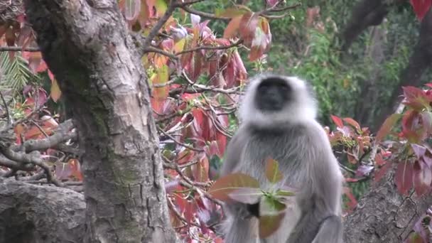 maymun yaprakları yiyor - Video, Çekim