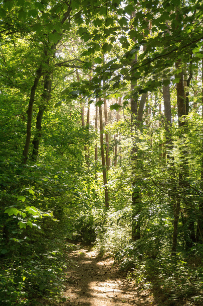 path in a summer forest - Фото, зображення