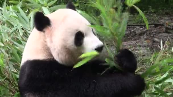 panda medve eszik bambusz - Felvétel, videó