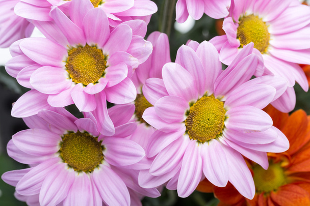flor de crisantemo rosa joven aislada en blanco
 - Foto, Imagen