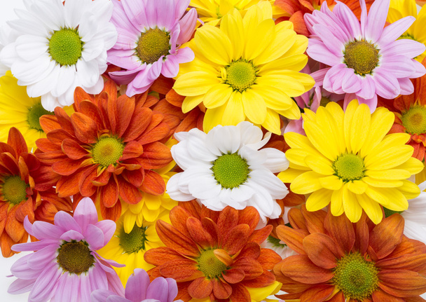 Detail barevné chrysanthemum květiny - Fotografie, Obrázek