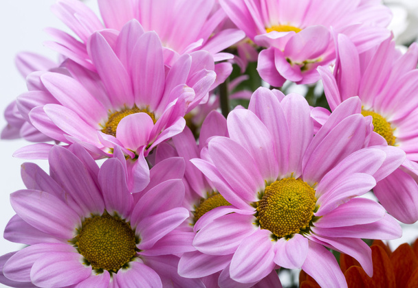 giovane fiore di crisantemo rosa isolato su bianco
 - Foto, immagini