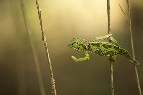zelený chameleon - Fotografie, Obrázek
