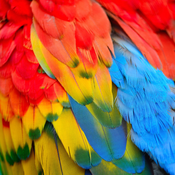 Παπαγάλος μακώ φτερά - Φωτογραφία, εικόνα