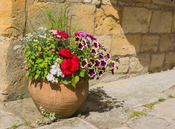 Piante colorate in vaso di terracotta, tra cui begonia, petunia
, - Foto, immagini