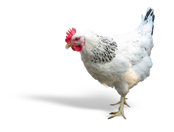 White with black chicken isolated over white - Photo, Image