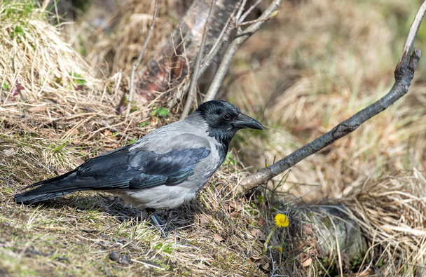 Crow walking through the grass and searching for food - Photo, Image