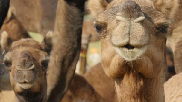 nieuwsgierig kamelen kijken naar de camera - Video