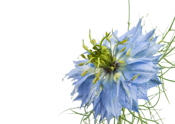 квітка розлога
  - Фото, зображення