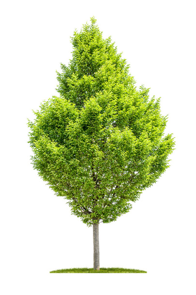 An isolated hornbeam tree on a white background - Photo, Image